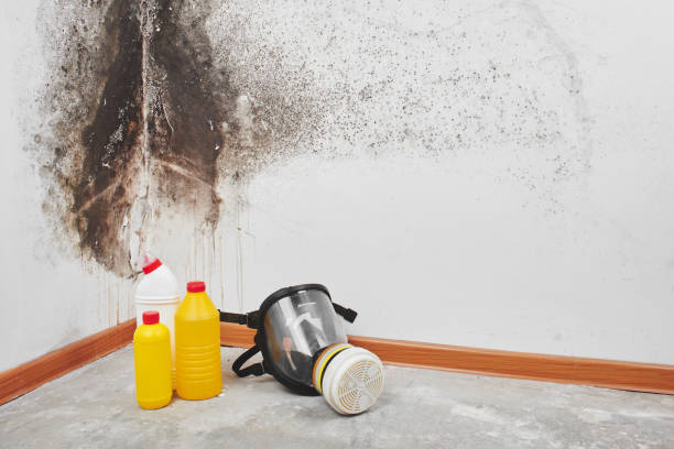 Best Mold Remediation Services  in Alba, NY