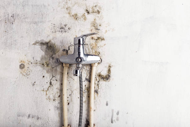Best Professional Mold Removal  in Alba, NY