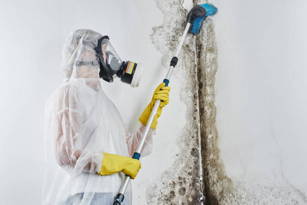 Best Local Mold Removal Service  in Alba, NY