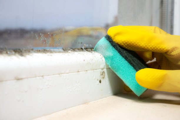 Home Mold Removal in Albany, NY