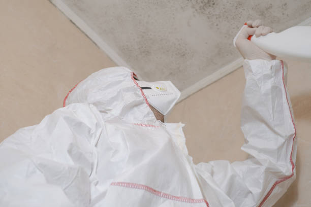 Best Toxic Mold Removal  in Alba, NY
