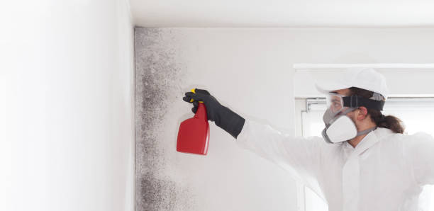 Best Certified Mold Removal  in Alba, NY
