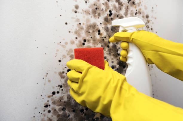 Best Residential Mold Removal  in Alba, NY