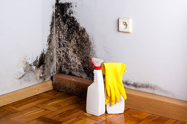 Best Office Mold Removal Services  in Alba, NY