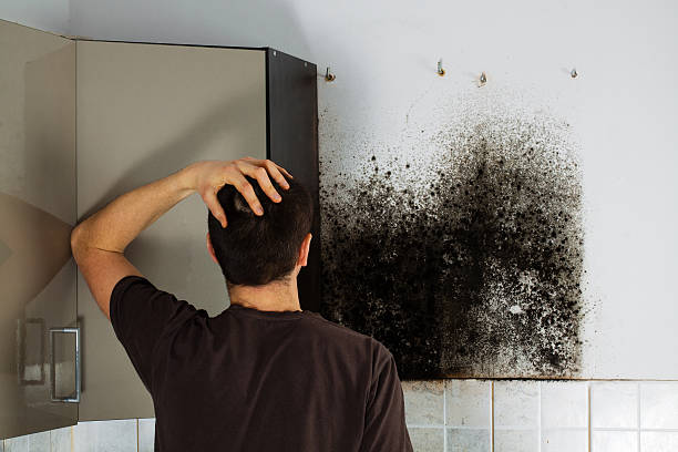 Trusted Albany, NY Mold Removal Experts