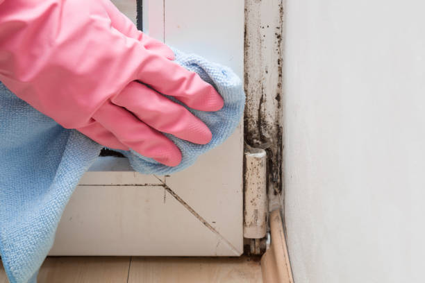 Best Mold Removal and Inspection  in Alba, NY