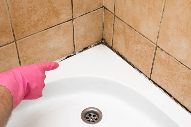 Best Mold Removal Process  in Alba, NY