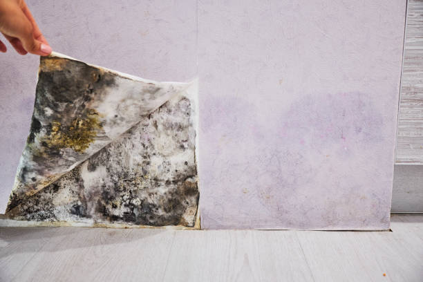 Mold Removal Process in Albany, NY